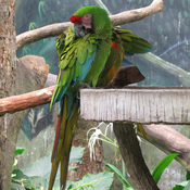 Military Macaw